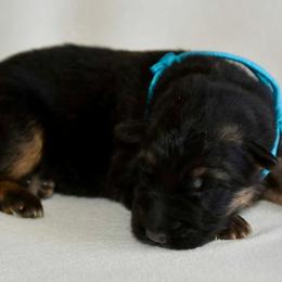 Male 2 - Black and tan male German Shepherd puppy in Hamilton, New Jersey from Birch Haus