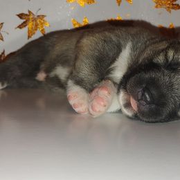 Siberian Husky Puppies from DarkSide Siberians