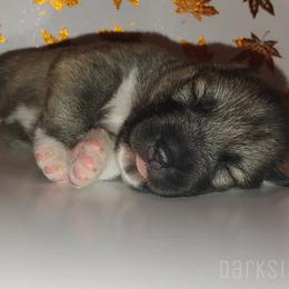 Siberian Husky Puppies from DarkSide Siberians