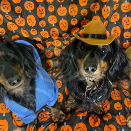 Dachshunds from Good Neighbor Ranch Dachshunds