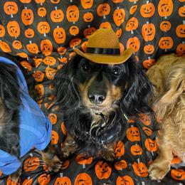 Dachshunds from Good Neighbor Ranch Dachshunds