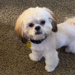 Shih Tzus from Little Healthy Purebred Pups
