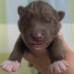 Black collar red girl - Red and white female Siberian Husky puppy in Terre Haute, Indiana from April's Huskies