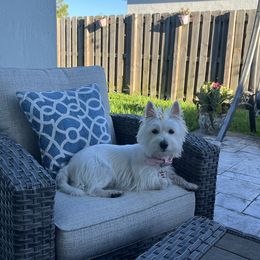 Kira - West Highland White Terrier