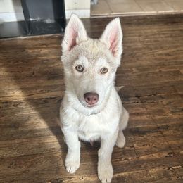 Zoro - Siberian Husky