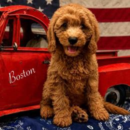 Boston - Red  male Goldendoodle puppy in Crockett, Texas from Kingdom Kennels