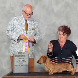 Cruise - Dachshund