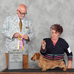 Cruise - Dachshund