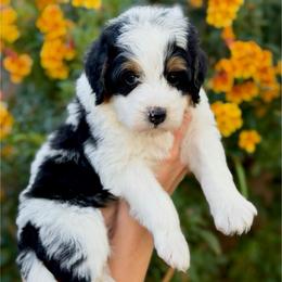 Page - Tri-color female Bernedoodle puppy in Gilbert, Arizona from 5280 Bernedoodles