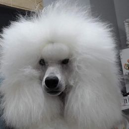 Poodles from Randall’s Poodles