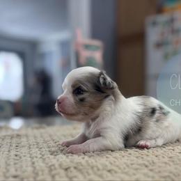 Chihuahua Puppies from Cloud9 Chihuahuas