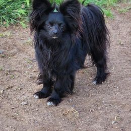 Candace - Companion Cross
