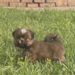 Shih Tzu Puppies from Staci Fidler