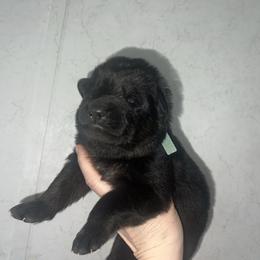 Sully - Black male German Shepherd puppy in Winterport, Maine from Vom Stevens Old Fashioned German Shepherds