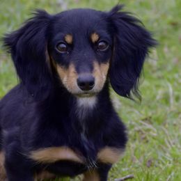 Dachshunds from Davidson Ranch Dachshunds