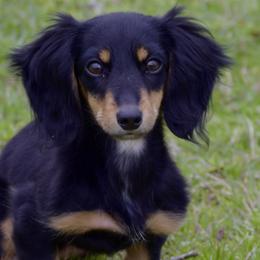 Dachshunds from Davidson Ranch Dachshunds
