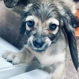 Dachshund Puppies from Northwest Dachshunds