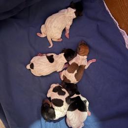 Pup E - White black and tan female Toy Fox Terrier puppy in Clermont, Florida from Debbie Hiles's Toy Fox Terriers