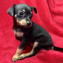 Prague Ratter Puppies from North Star Gem’s Prague Ratters