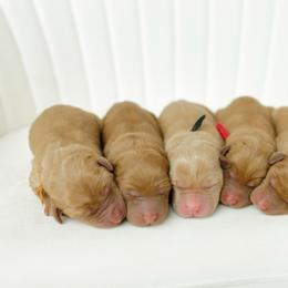 Murphy - Yellow male Labrador Retriever puppy in Allons, Tennessee from UC Labradors LLC