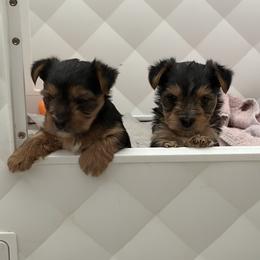 Yorkshire Terrier puppies from Sweet Pea's Yorkies
