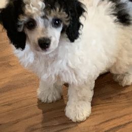 Poodle Puppies from Top Shelf Toy Dogs