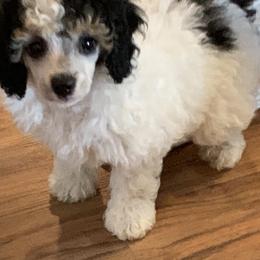Poodle Puppies from Top Shelf Toy Dogs