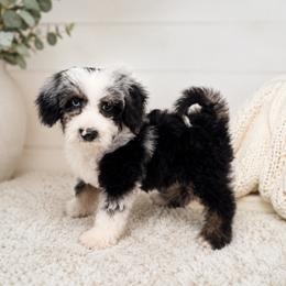 Boy 1 - male Cavapoo puppy in Floyd, Virginia from Hearts and Paws Poodles and Doodles