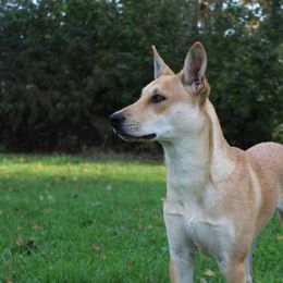 Carolina Dog Puppies from Williams Sweet Carolina