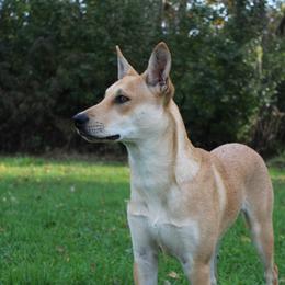 Carolina Dog Puppies from Williams Sweet Carolina