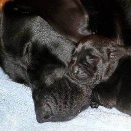 Labrador Retrievers from Gabilan Hills