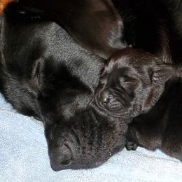 Labrador Retrievers from Gabilan Hills