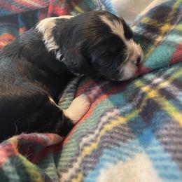 Major - Tri-color male Cavapoo puppy in Cumby, Texas from Bright Morning Star Pups