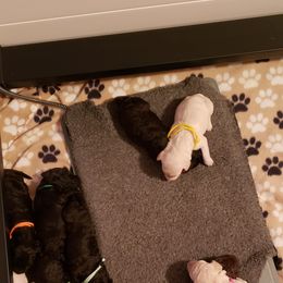 Poodle Puppies from Middle Earth Standard Poodles