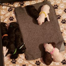 Poodle Puppies from Middle Earth Standard Poodles