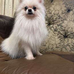 Pomeranian puppies from Puppies Forever 💙❤️🐶