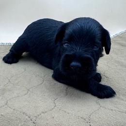 Aqua - Black male Miniature Schnauzer puppy in Arlington, Texas from Blissful Standards