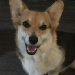 Pembroke Welsh Corgis from Felice Foster
