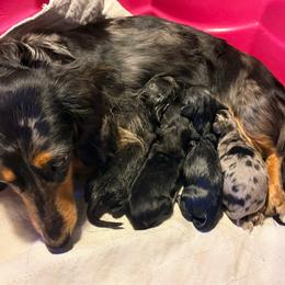 Male 1 - Black and cream male Dachshund puppy in Medina, Ohio from STORIED DOXIES