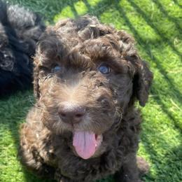 Poodles from Standard Poodles AZ