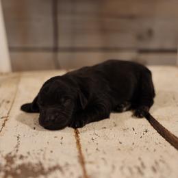 Parker - Black male Whoodle puppy in West Bend, Iowa from Blue Skies Terriers