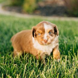 Snickers - Red merle female Miniature Australian Shepherd puppy in Enoch, Utah from Twisted H Aussies