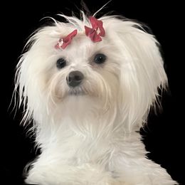 Lileigh - Maltese