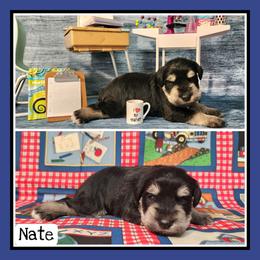 Nate - Black and silver male Miniature Schnauzer puppy in Lebanon, Missouri from Cedar Glades Canines
