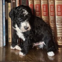 January - Parti male Poodle puppy in Lance Creek, Wyoming from CK Poodles LLC