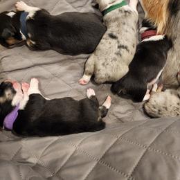 American Corgi Puppies from Shadey Lane Corgis