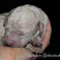 Goldendoodle Puppies from Lakeshore Doodles