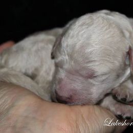 Goldendoodle Puppies from Lakeshore Doodles