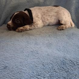 Black girl - Liver and white female German Wirehaired Pointer puppy in Potosi, Wisconsin from Point and Flush Gun Dogs