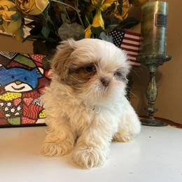 Girl 1 Bella - Gold and white female Shih Tzu puppy in Troy, Michigan from "Shihtzu Best Friend"
